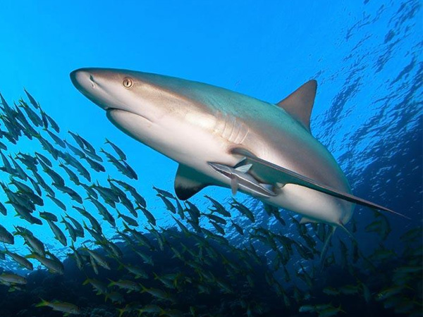  海洋生物提取軟骨素